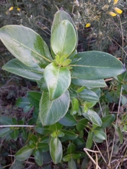Coprosma robusta