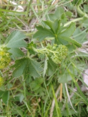 Alchemilla sergii