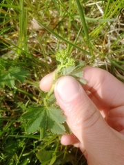 Alchemilla sergii