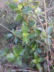 Coprosma robusta