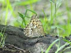 Neope goschkevitschii