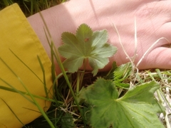 Alchemilla sergii