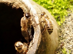 Apis cerana japonica