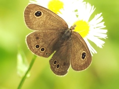 Ypthima argus