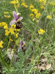Ophrys fuciflora