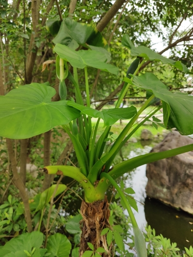 Asian Taro