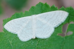 Scopula floslactata
