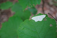 Scopula floslactata