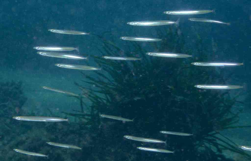 Mediterranean sand eel (Gymnammodytes cicerelus) — Ammodytidae