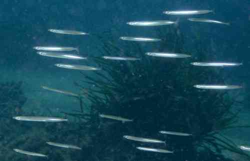 Mediterranean sand eel (Gymnammodytes cicerelus) — Ammodytidae