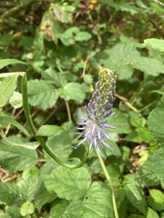 Phyteuma betonicifolium