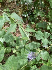 Phyteuma betonicifolium