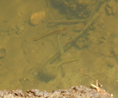 Melanotaenia splendida splendida