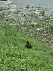 Gallinula tenebrosa