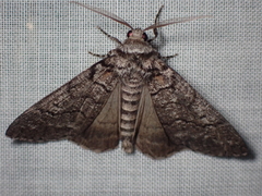 Smyriodes aplectaria