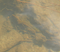 Melanotaenia splendida splendida