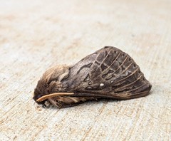 Oxycanus antipoda