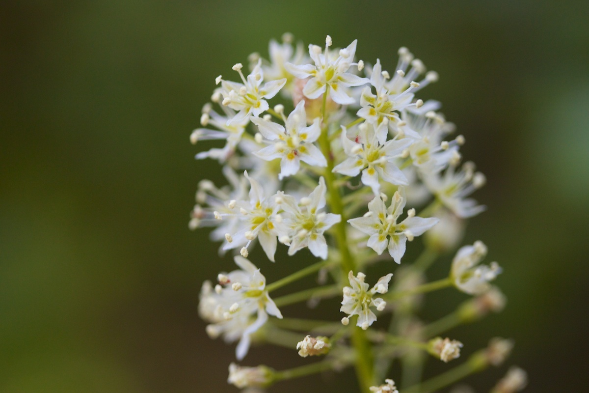 Toxicoscordion micranthum