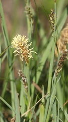 Carex panicea