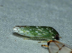 Nullana