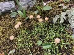 Antennaria monocephala