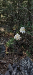 Lilium candidum