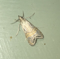 Euchromius