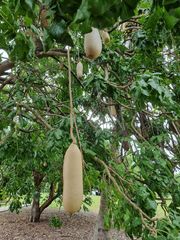 Kigelia africana