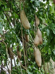 Kigelia africana