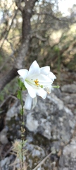 Lilium candidum