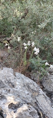 Lilium candidum