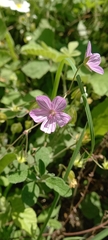 Geranium asphodeloides