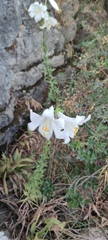 Lilium candidum