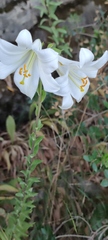 Lilium candidum