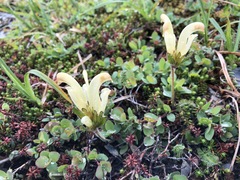 Pedicularis capitata
