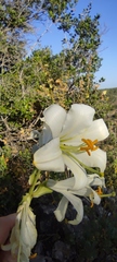 Lilium candidum