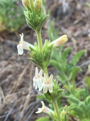 Penstemon sudans