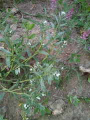 Buglossoides incrassata splitgerberi