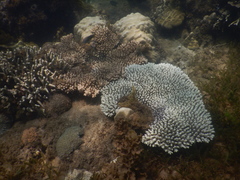 Acropora tenuis