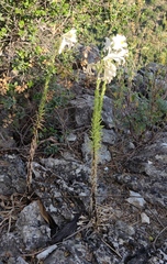Lilium candidum