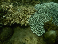 Acropora tenuis