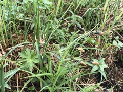 Carex macrochaeta