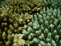 Acropora tenuis
