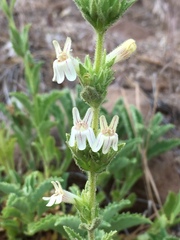 Penstemon sudans