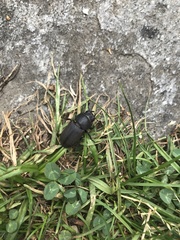 Dorcus parallelipipedus