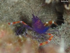 Stenopus tenuirostris