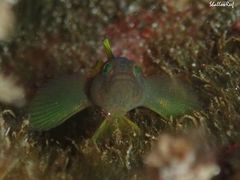 Priolepis aureoviridis