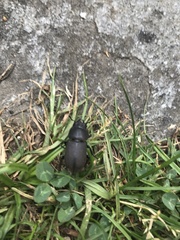 Dorcus parallelipipedus