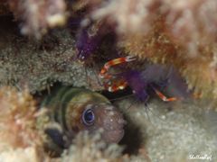 Stenopus tenuirostris