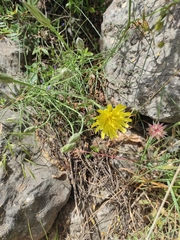 Scorzonera angustifolia